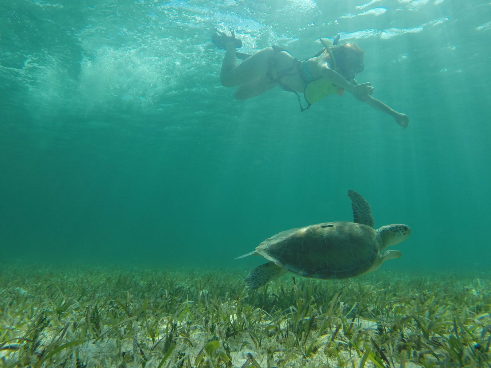 Student Blog: Tales of the Sea, Bahamas Biology Trip 3