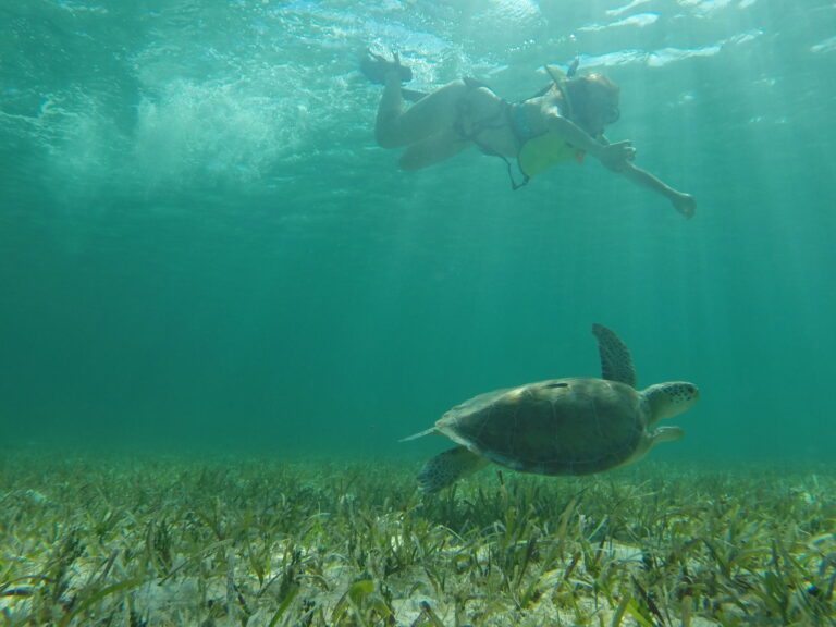 Student Blog: Tales of the Sea, Bahamas Biology Trip 3 featured image background
