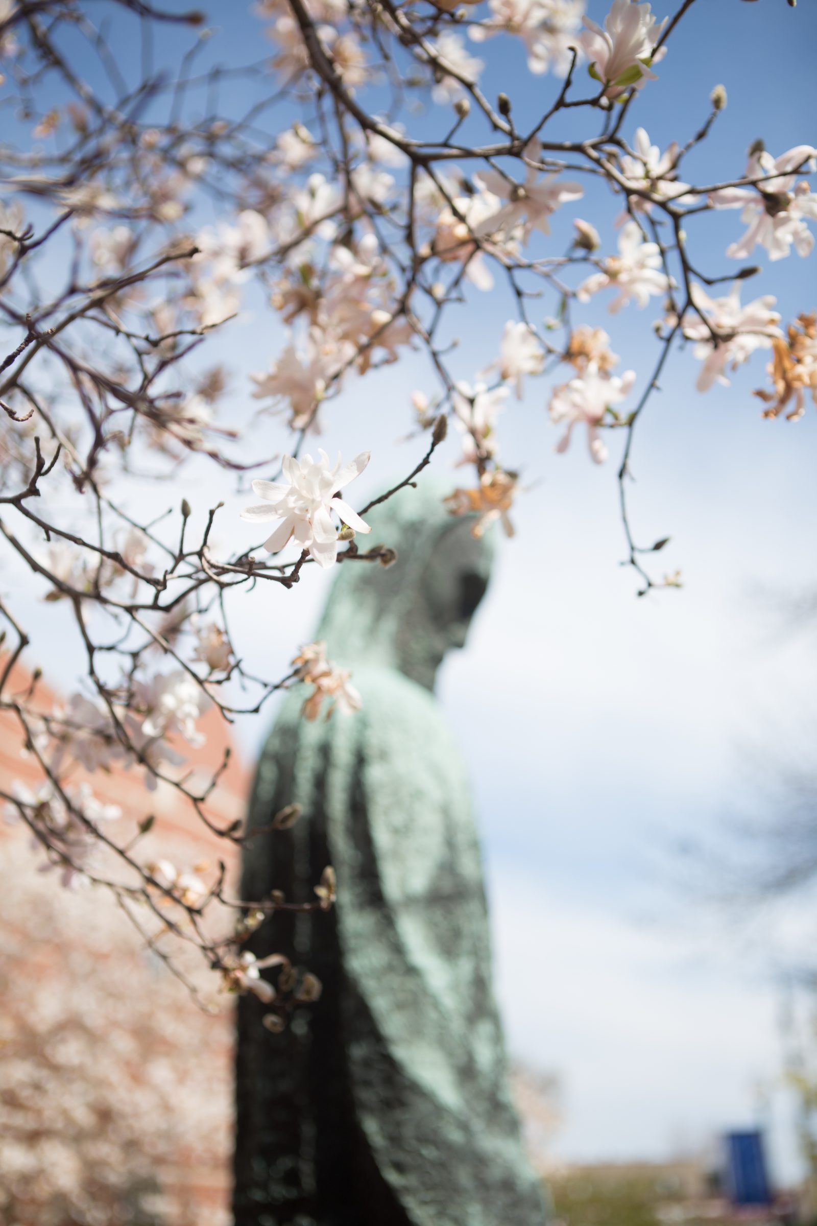 Statue of Jesus is seen through pink tree blossoms.